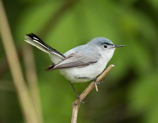Male blue-gray gnatcatcher perched on a small branch with tail cocked up
