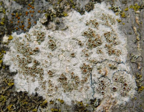 Rim lichen (Lecanora sp.) with apothecia cups on a tree trunk