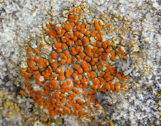 Closeup of firedot lichen on a tombstone