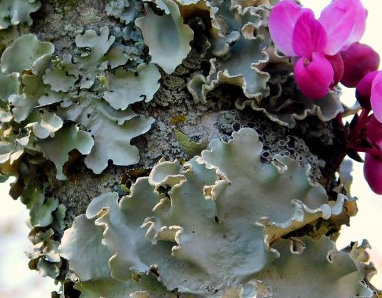 A variety of foliose lichens nearly covering the trunk of a small redbud tree, with redbud flowers in upper right