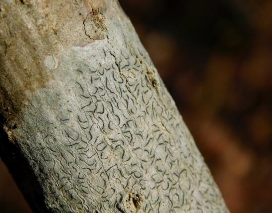 Common script lichen growing on a small hickory tree at Painted Rock CA