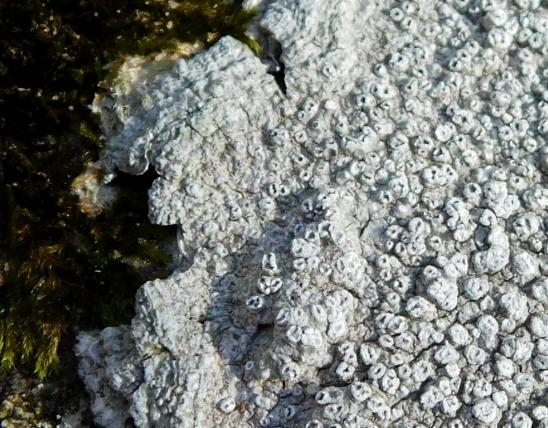 Wart lichen, Pertusaria sp., with wartlike apothecia, many of which have eroded to show hollow structure