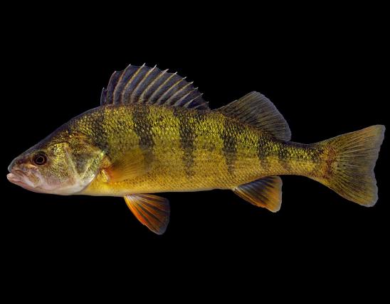 Yellow perch side view photo with black background