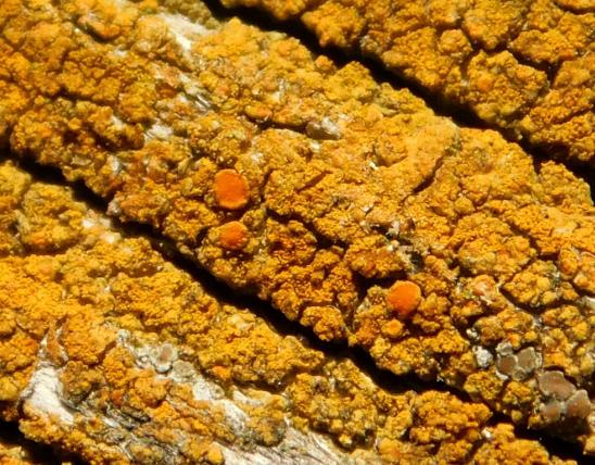 Closeup of a goldspeck lichen, showing apothecia, growing on a wooden handrail in the sun