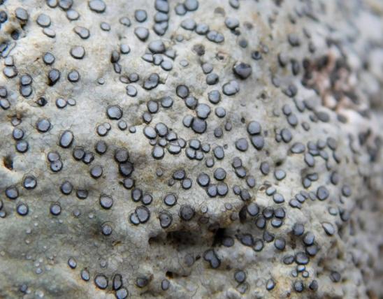 Smoky-eye boulder lichen, Porpidia albocaerulescens, closeup showing apothecia