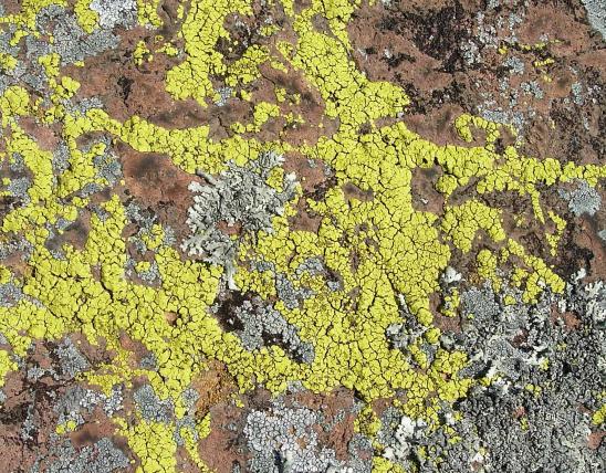 Yellow cobblestone lichen (Acarospora contigua) on a rock