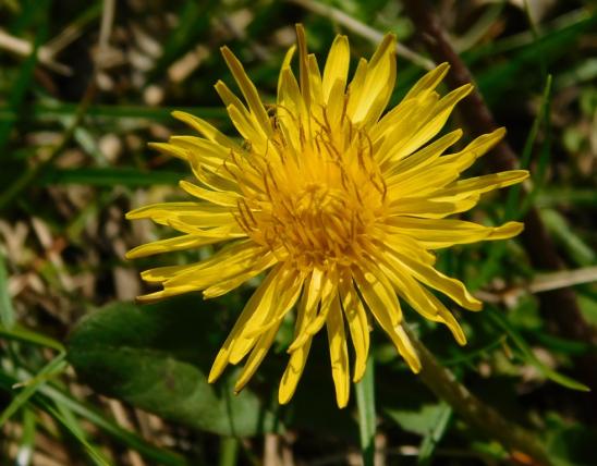 Common dandelion flower head viewed from above