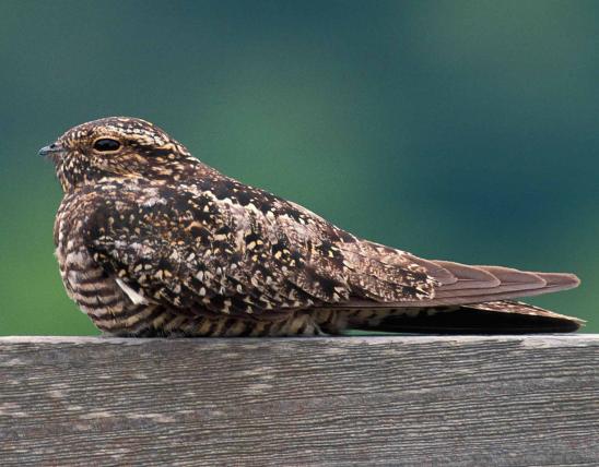 Photo of a common nighthawk on a fence rail.