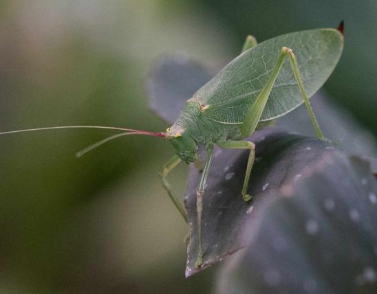Common true katydid female on a leaf