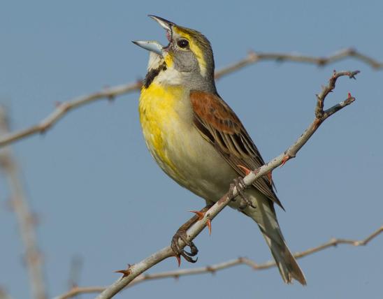 Photo of a male dickcissel, singing.