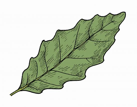 Illustration of dwarf chestnut oak leaf.