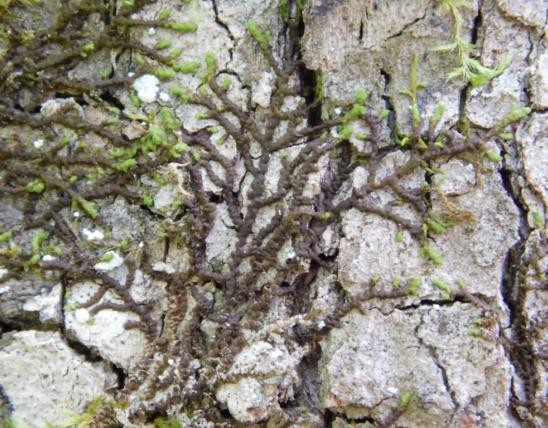 New York scalewort growing on the bark of a tree trunk
