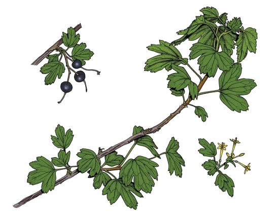Illustration of golden currant leaves, flowers, fruits