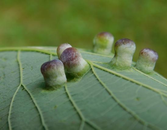Underside of hackberry leaf showing hackberry nipple galls