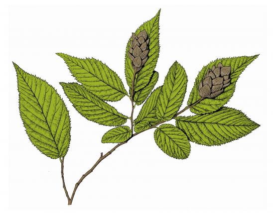Illustration of hop hornbeam leaves, twig, fruit.