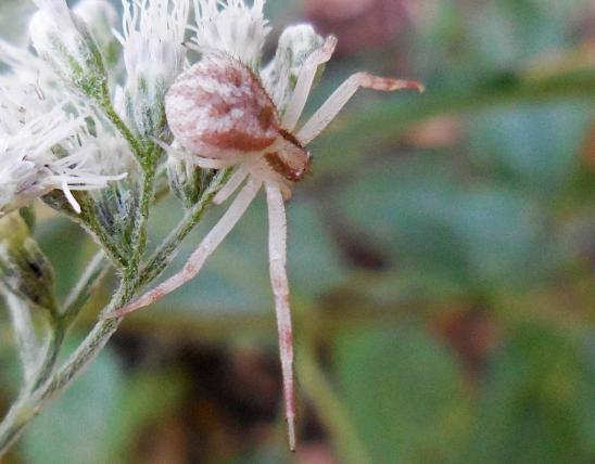 Photo of a northern crab spider