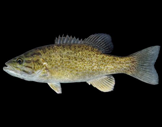 Smallmouth bass side view photo with black background