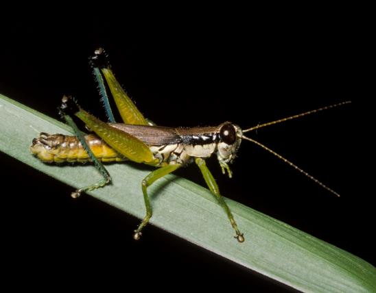 Olive-green swamp grasshopper perched on a grass blade