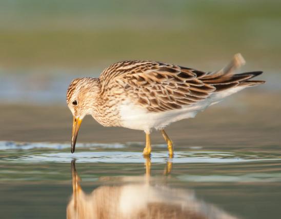 Side view of pectoral sandpiper, wading and dipping bill into water