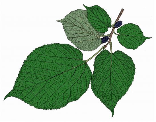 Illustration of red mulberry leaves and fruits.