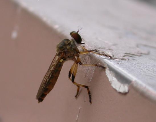 Photo of a robber fly, genus Ommatius, perched on a wall.