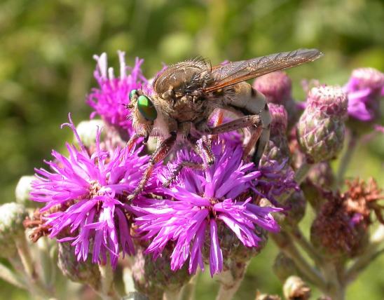 Photo of a green-eyed robber fly depositing eggs into Missouri ironweed flowers.