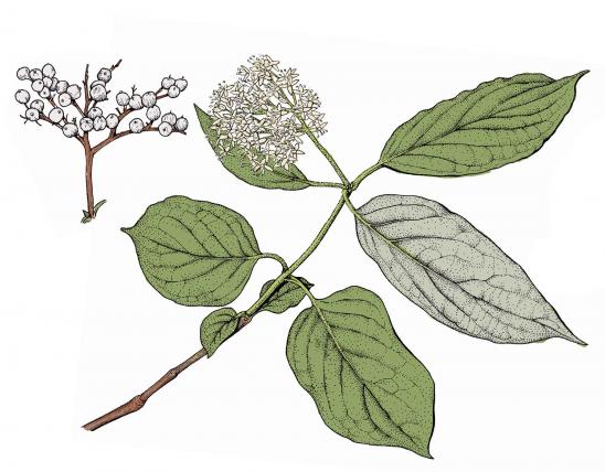 Illustration of rough-leaved dogwood leaves, flowers, fruits.