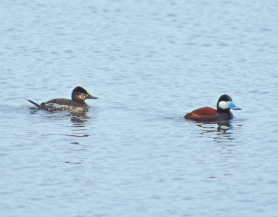 Photo of two ruddy ducks floating on water.