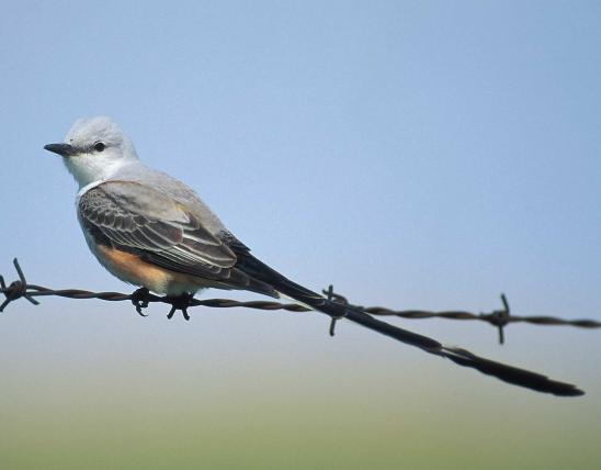 Photo of a male scissor-tailed flycatcher perched on a barbwire fence.