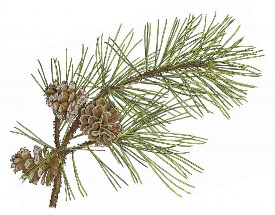 Illustration of shortleaf pine needles, twig, cones.