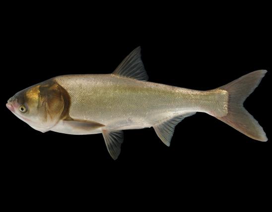 Silver carp side view photo with black background