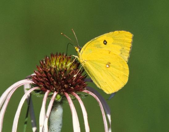 Photo of a southern dogface taking nectar on a pale purple coneflower