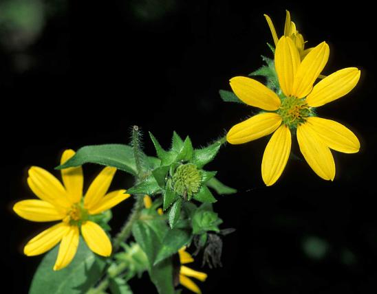 Photo of starry rosinweed flowerheads on a black background