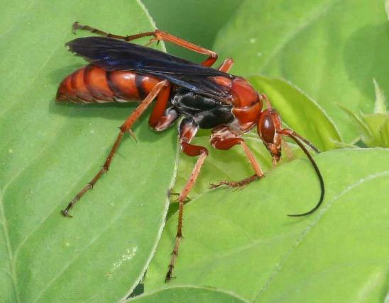 Rusty spider wasp resting on a leaf
