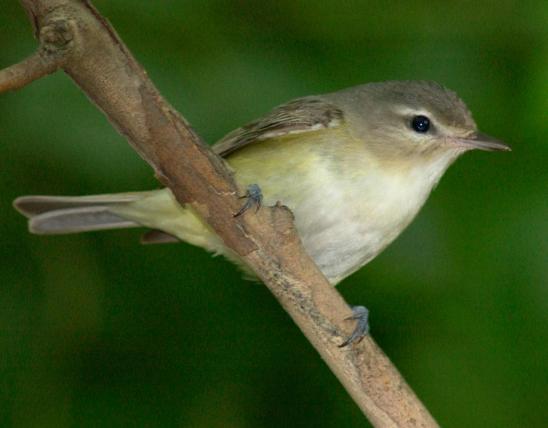 Photo of a warbling vireo perched on a small branch