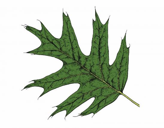 Illustration of northern red oak leaf.