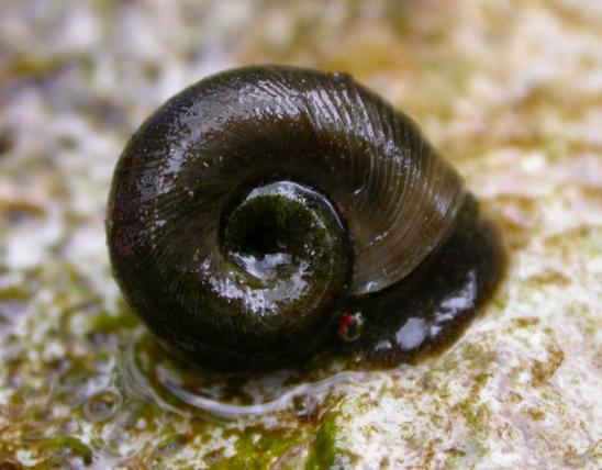 Photo of a ramshorn snail on a wet rock.