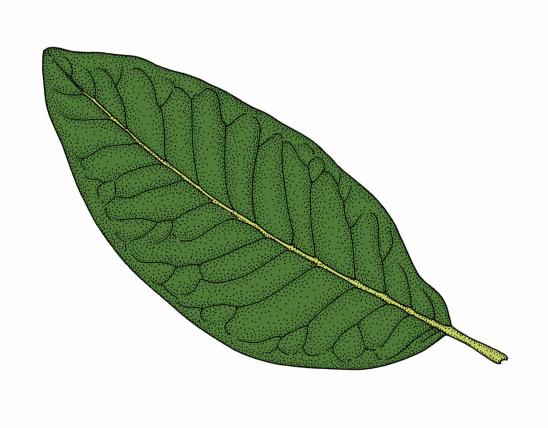 Illustration of shingle oak leaf.