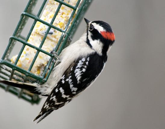 Photo of male downy woodpecker clinging to suet feeder