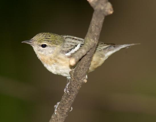 Photo of a bay-breasted warbler