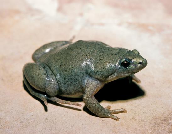 Image of a western narrow-mouthed toad