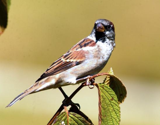 Photo of a male house sparrow