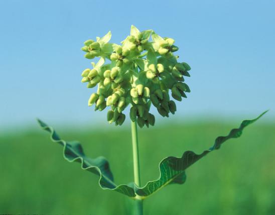 Photo of Mead's milkweed flower cluster and upper stem leaves