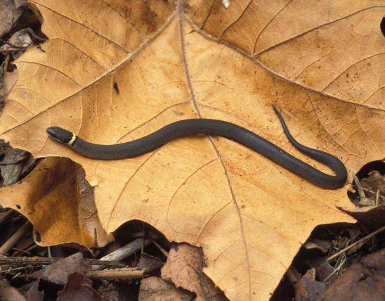 Image of a prairie ring-necked snake