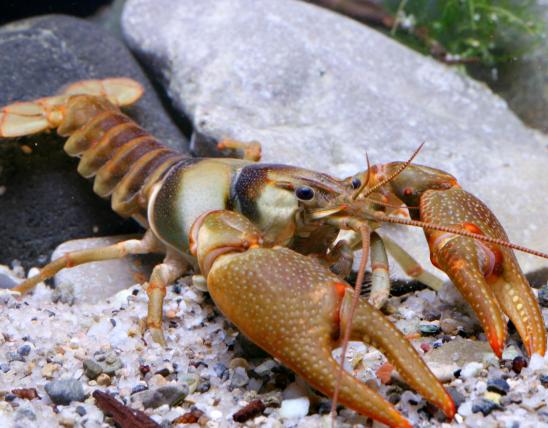 Photo of a saddleback crayfish.