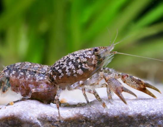 Photo of a Shufeldt’s dwarf crayfish.