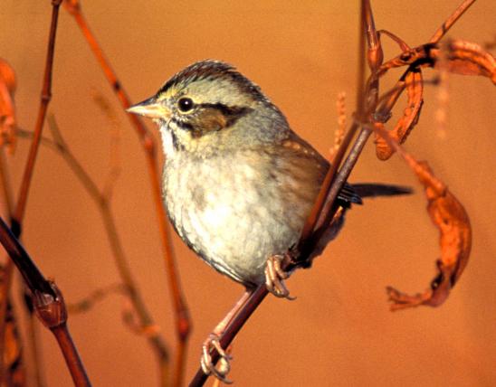Image of a swamp sparrow