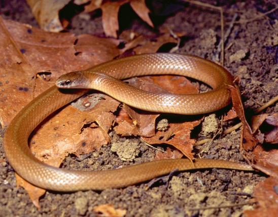 Image of a western smooth earthsnake