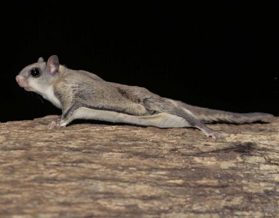 Image of southern flying squirrel