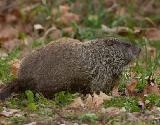 Image of woodchuck (groundhog)